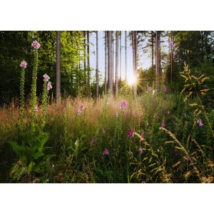 Komar Fototapete Summer Glade: Waldlichtung mit blühenden Blumen in Grün und Rosa.