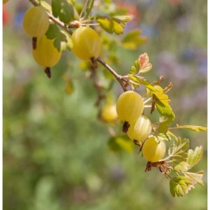 Gelbe Stachelbeeren der Sorte Mucurines am Strauch.