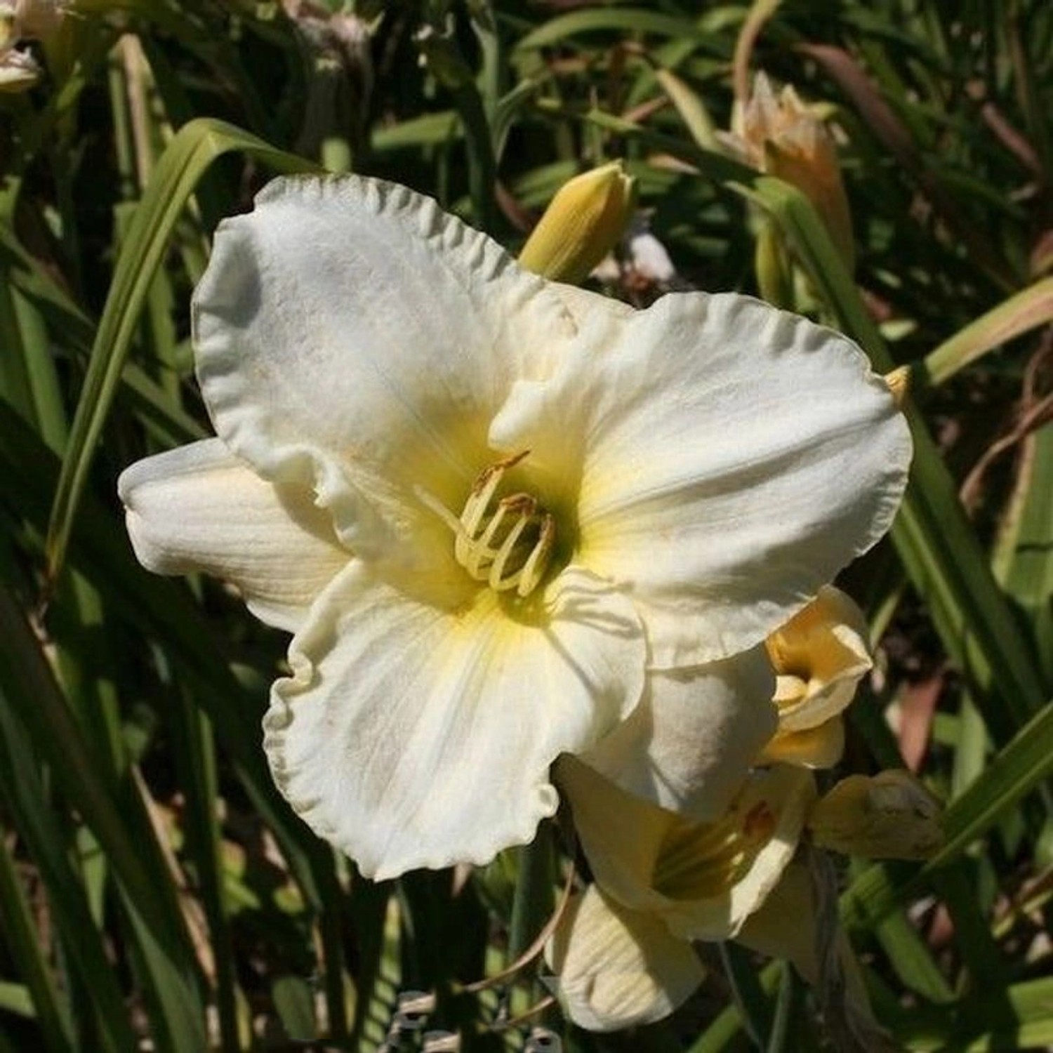 Taglilie Light the Way - Hemerocallis cultorum günstig online kaufen