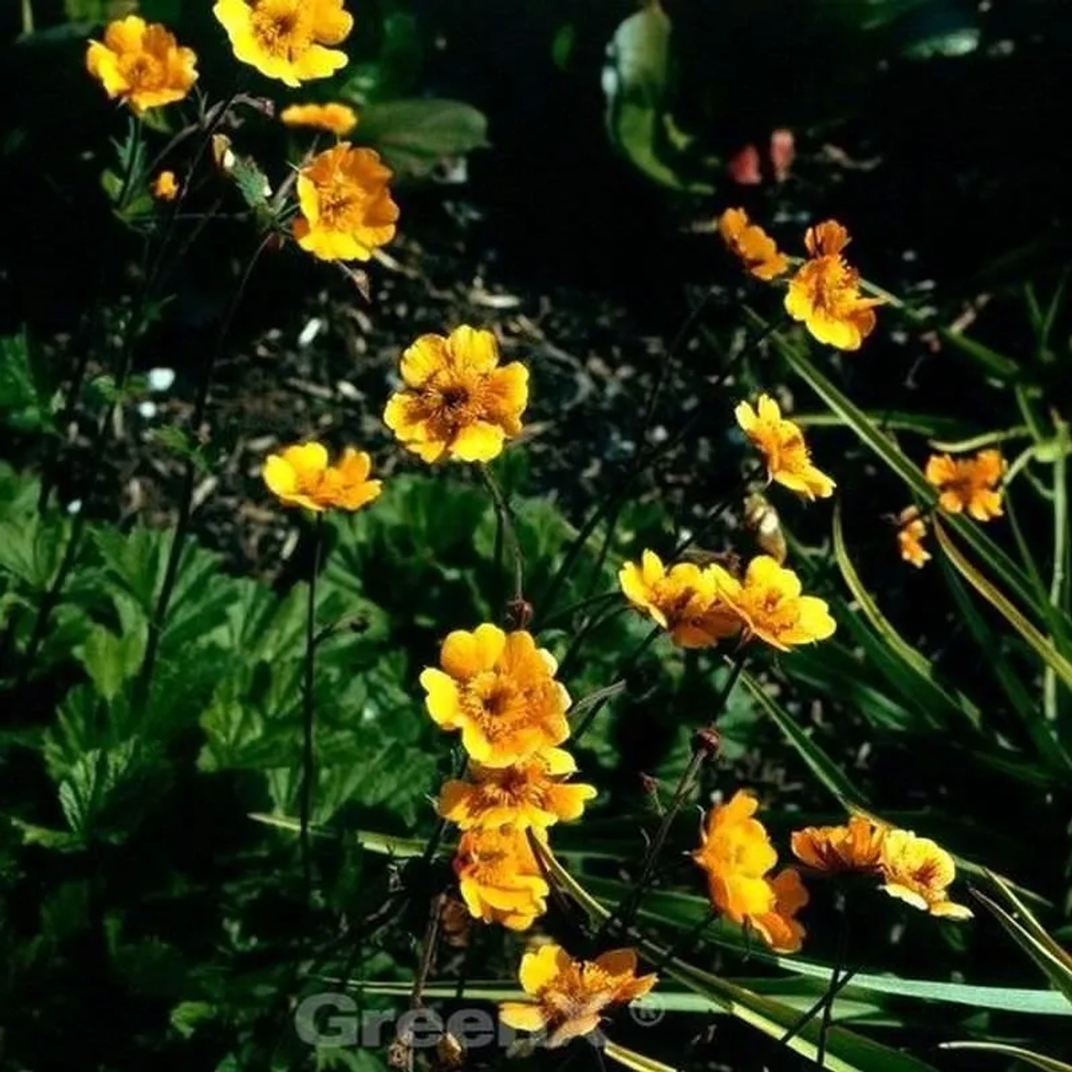 Garten Nelkenwurz Georgenberg - Geum heldreichii