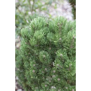 Kompakte, grüne Bergkiefer Pinus Mugo Picobello (15–20 cm) im Detail.