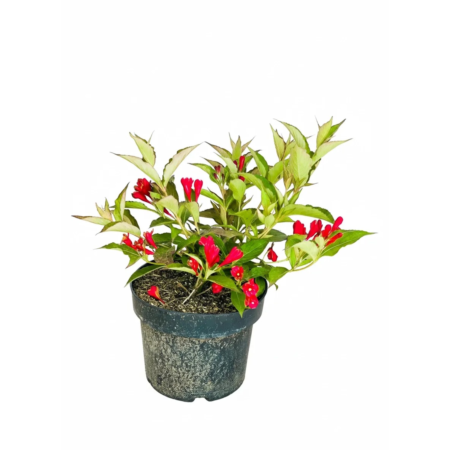 Baumfink Weigelie All Summer Red als Topfpflanze 30-40cm