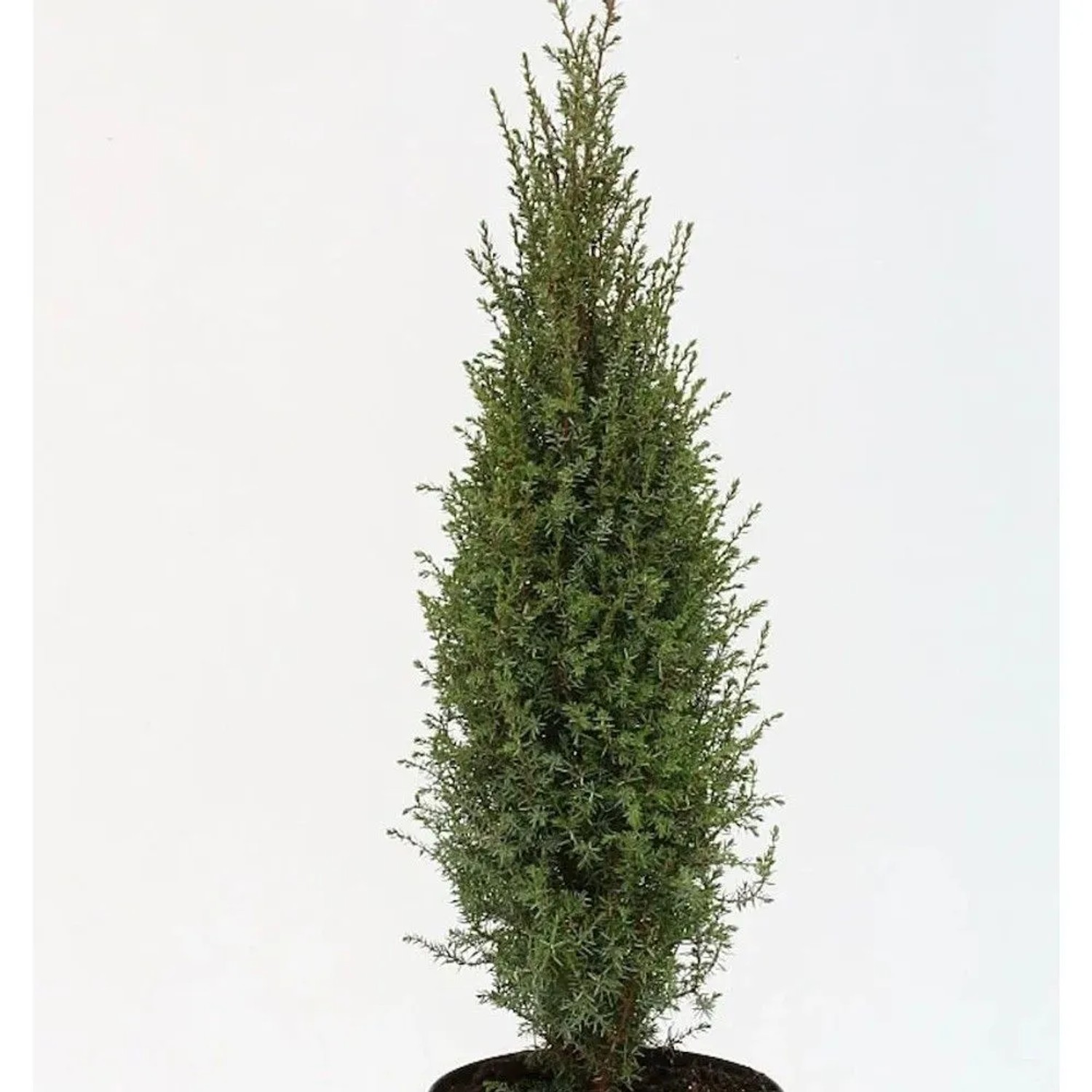 Wildwacholder Arnold 30-40cm - Juniperus communis