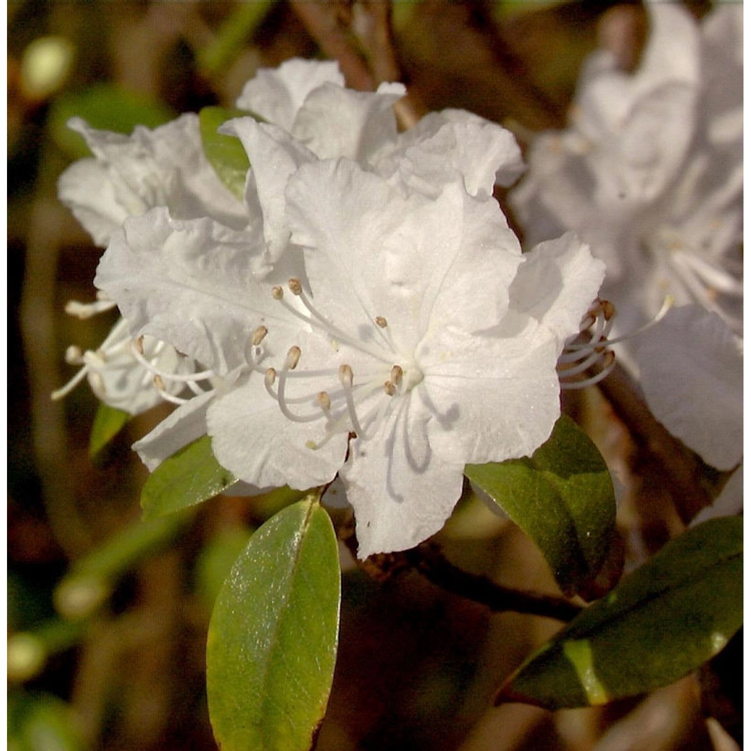 Dahurischer Rhododendron April Snow 20-30cm - Rhododendron dauricum günstig online kaufen