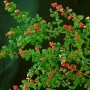 Symphoricarpos 'Magic Berry' Heckenpflanze mit rosa Beeren und grünen Blättern.