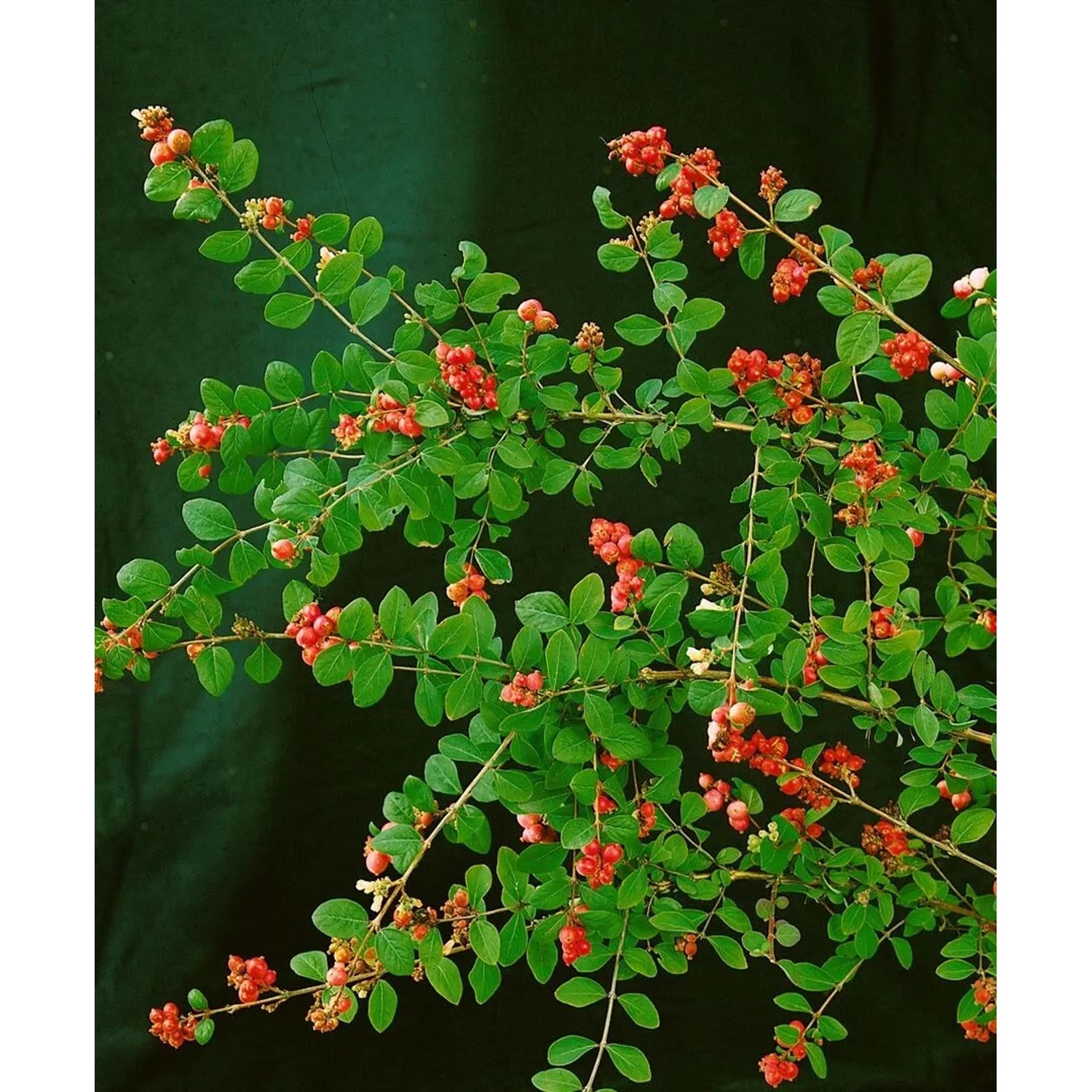 Symphoricarpos 'Magic Berry' Heckenpflanze mit rosa Beeren und grünen Blättern.