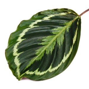 Blatt der Calathea Medaillon mit auffälligem Blattmuster, eine exotische Schattenpflanze.