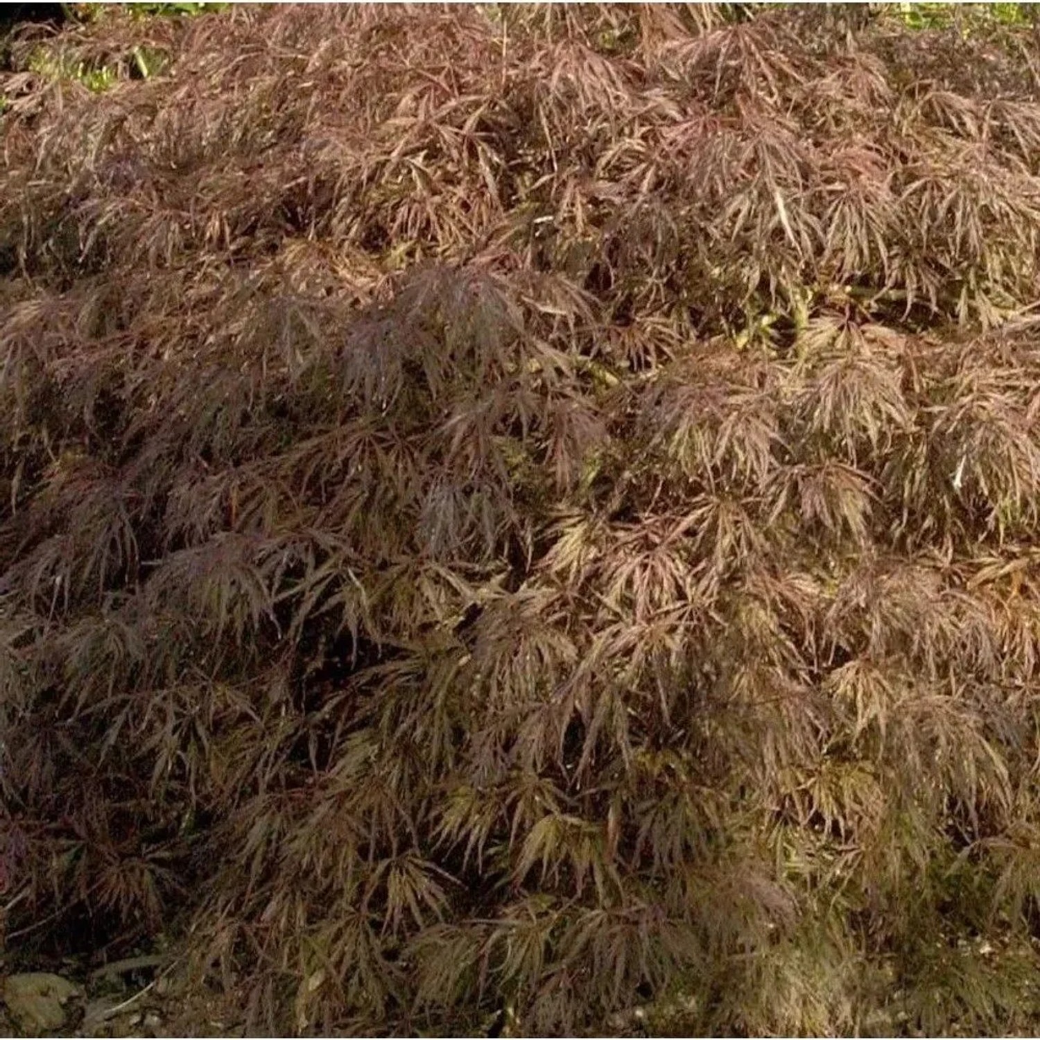 Hochstamm Fächer Ahorn Crimson Queen 100-125cm - Acer palmatum Crimson Queen