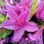 Nahaufnahme der lila Blüten der kriechenden Zwerg-Azalee Kakadu (Rhododendron nakaharai) mit Wassertropfen.
