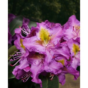 Nahaufnahme der violetten Alpenrose Eyecatcher Sunkiss, Rhododendron mit gelben Akzenten.