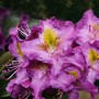 Nahaufnahme der violetten Alpenrose Eyecatcher Sunkiss, Rhododendron mit gelben Akzenten.