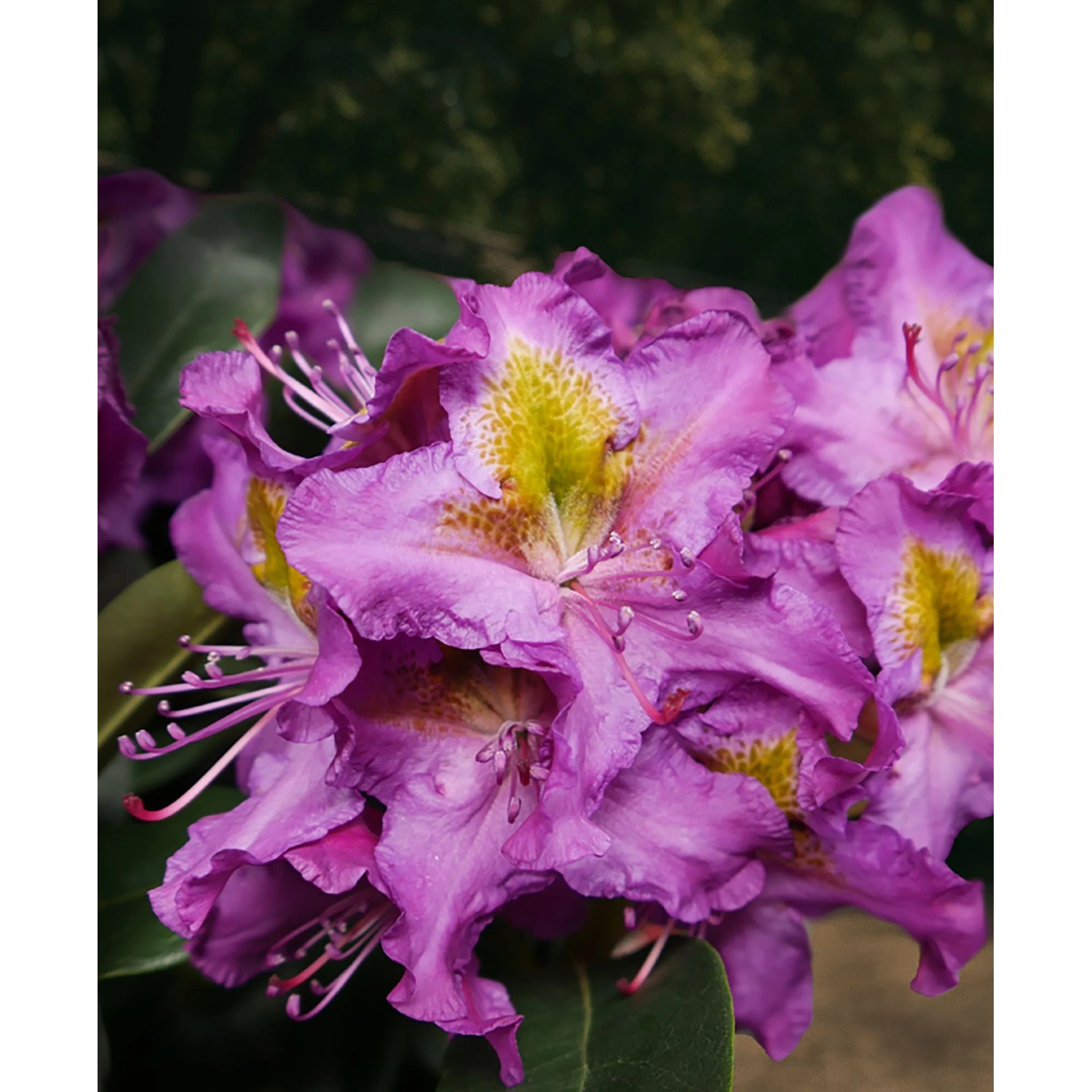 Nahaufnahme der violetten Alpenrose Eyecatcher Sunkiss, Rhododendron mit gelben Akzenten.