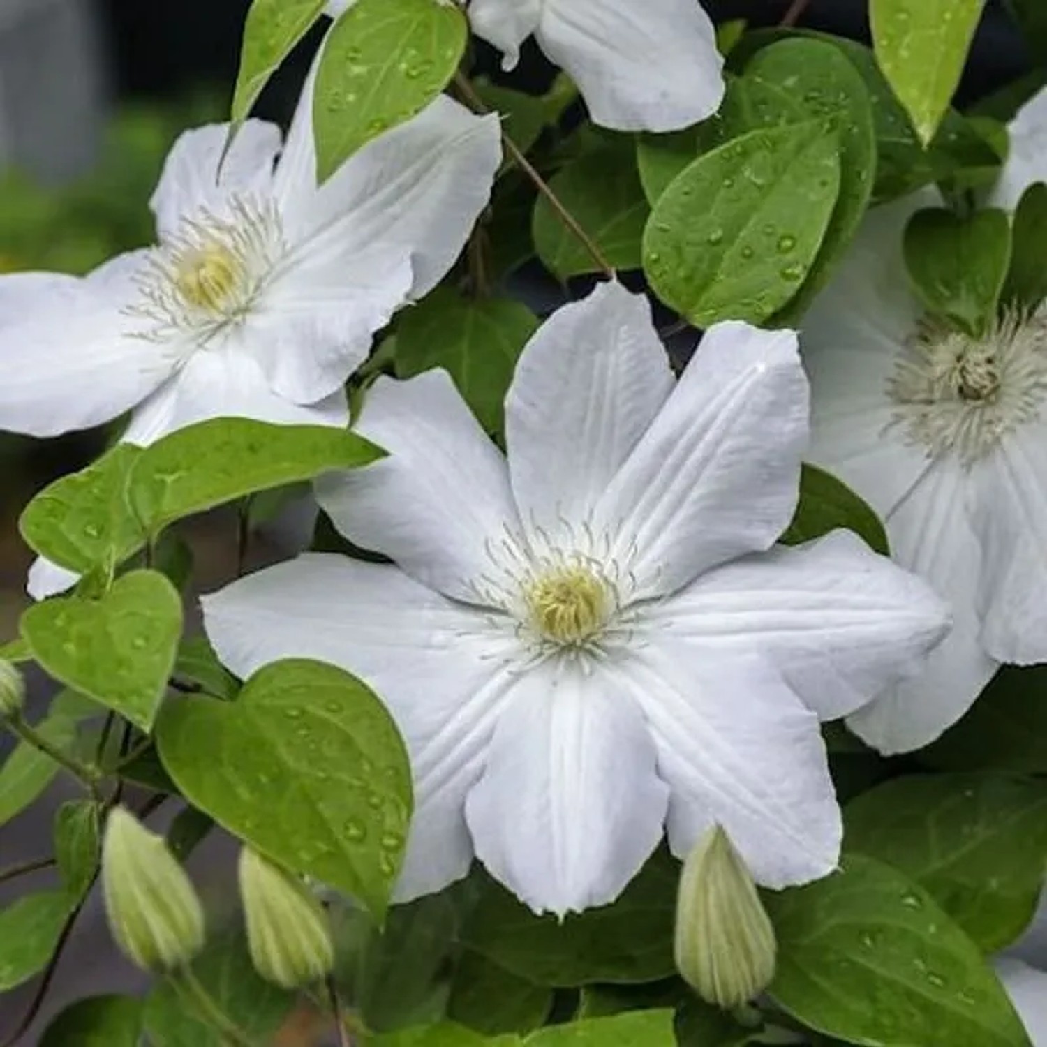 Waldrebe Madame Le Coultre 60-80cm - Clematis