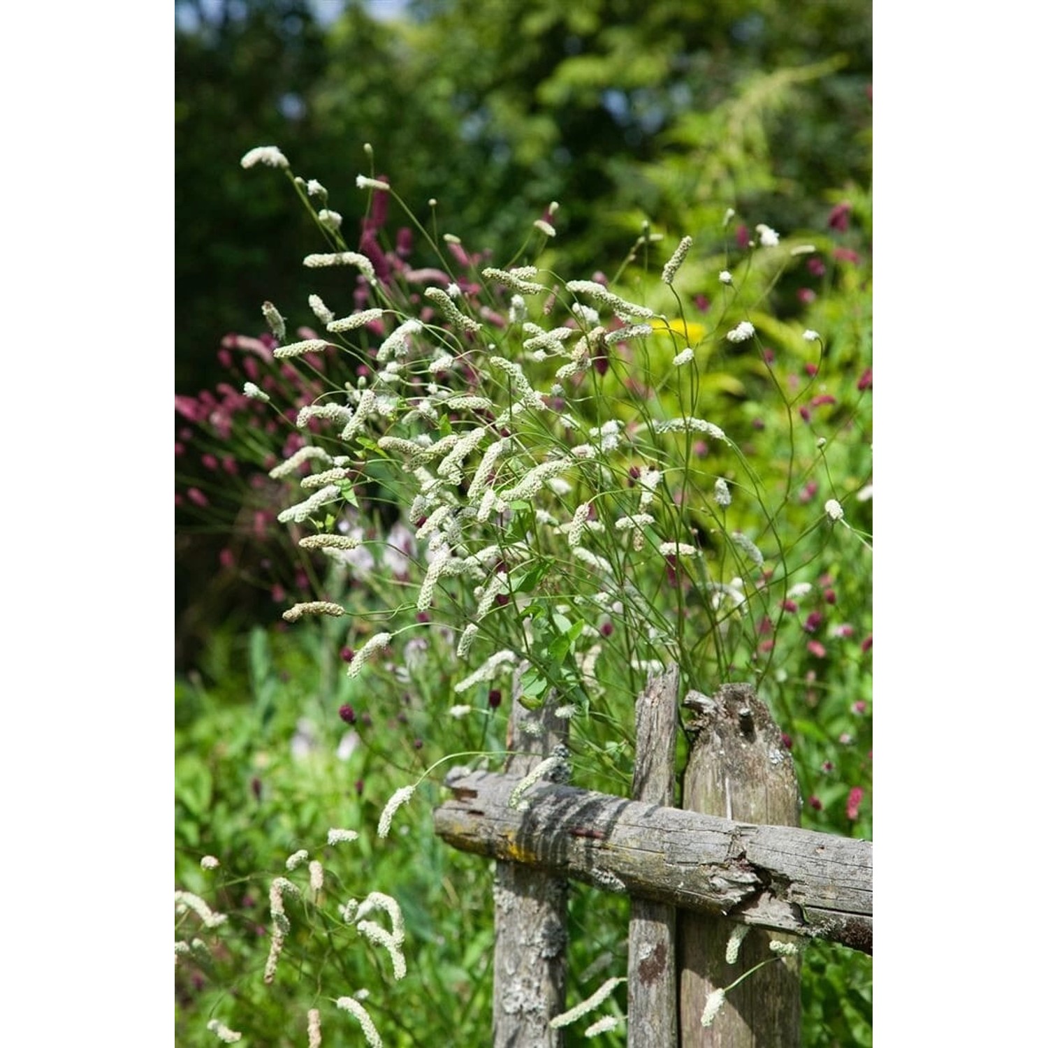 Sanguisorba Tenuifolia Hohe Wiesenknopf Ca. 11x11 cm Topf günstig online kaufen
