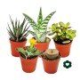 Set aus 5 verschiedenen Sukkulenten im 5,5cm Topf. Exotenherz Sukkulenten-Mix für Zimmer & Fensterbank.