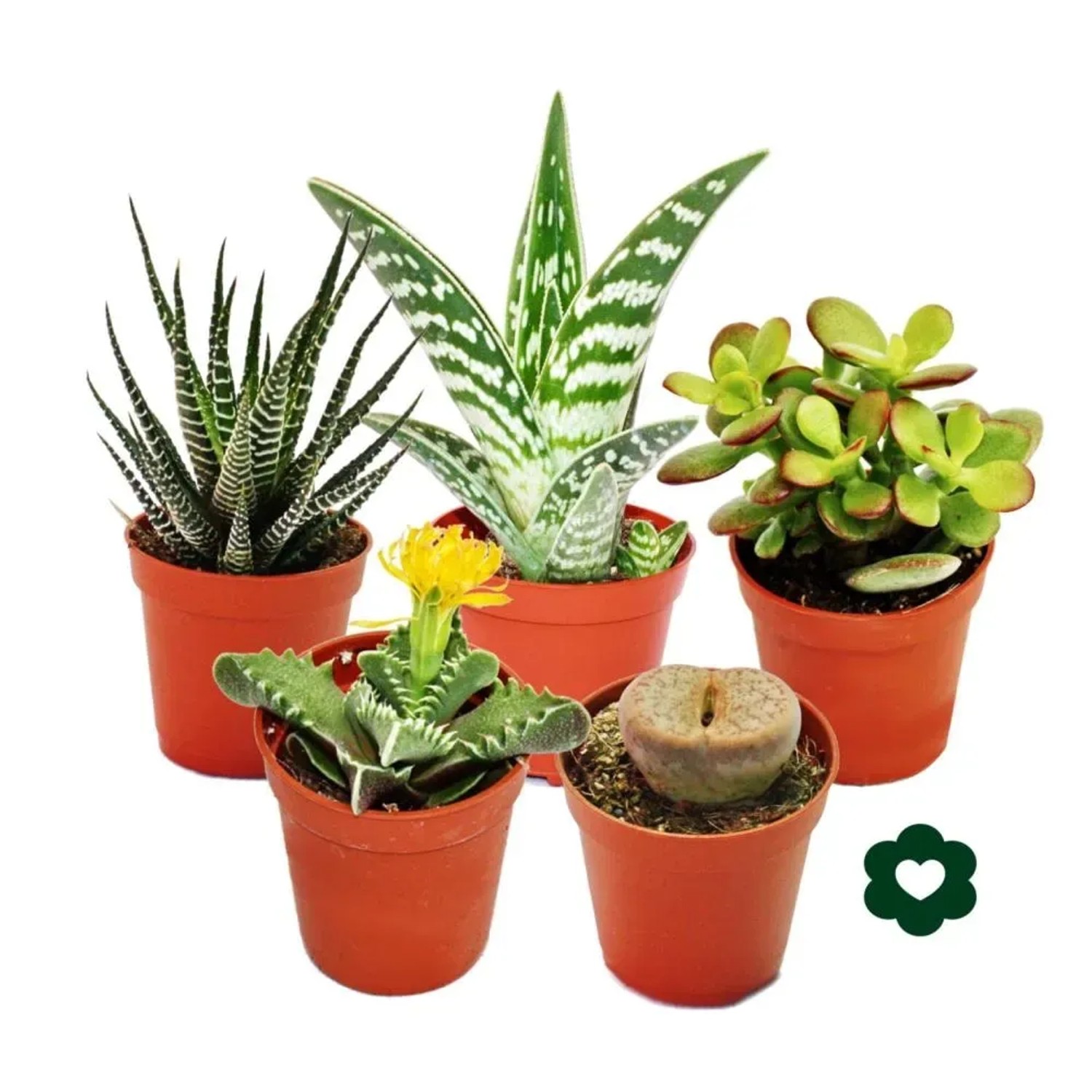 Set aus 5 verschiedenen Sukkulenten im 5,5cm Topf. Exotenherz Sukkulenten-Mix für Zimmer & Fensterbank.