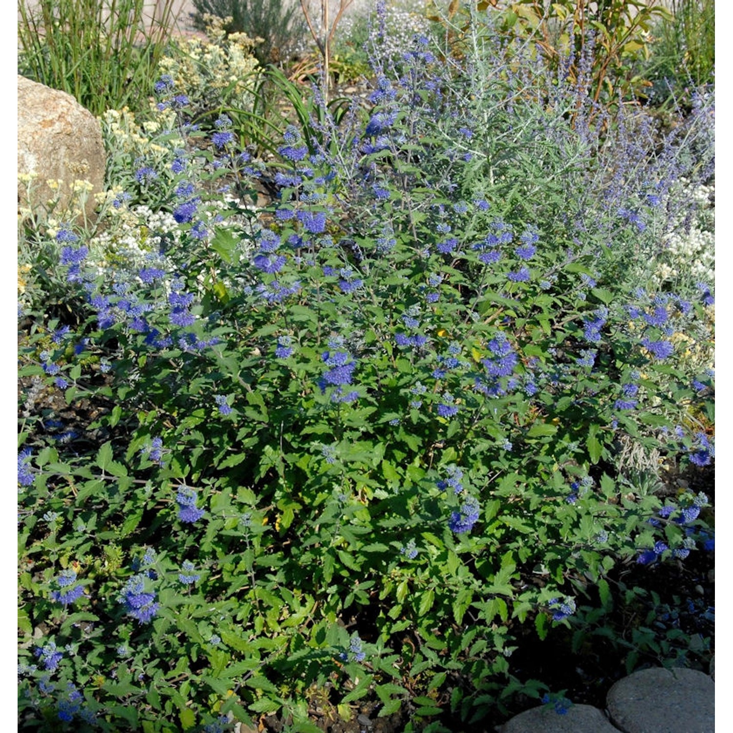 Bartblume Dark Knight 25-30cm - Caryopteris clandonensis günstig online kaufen