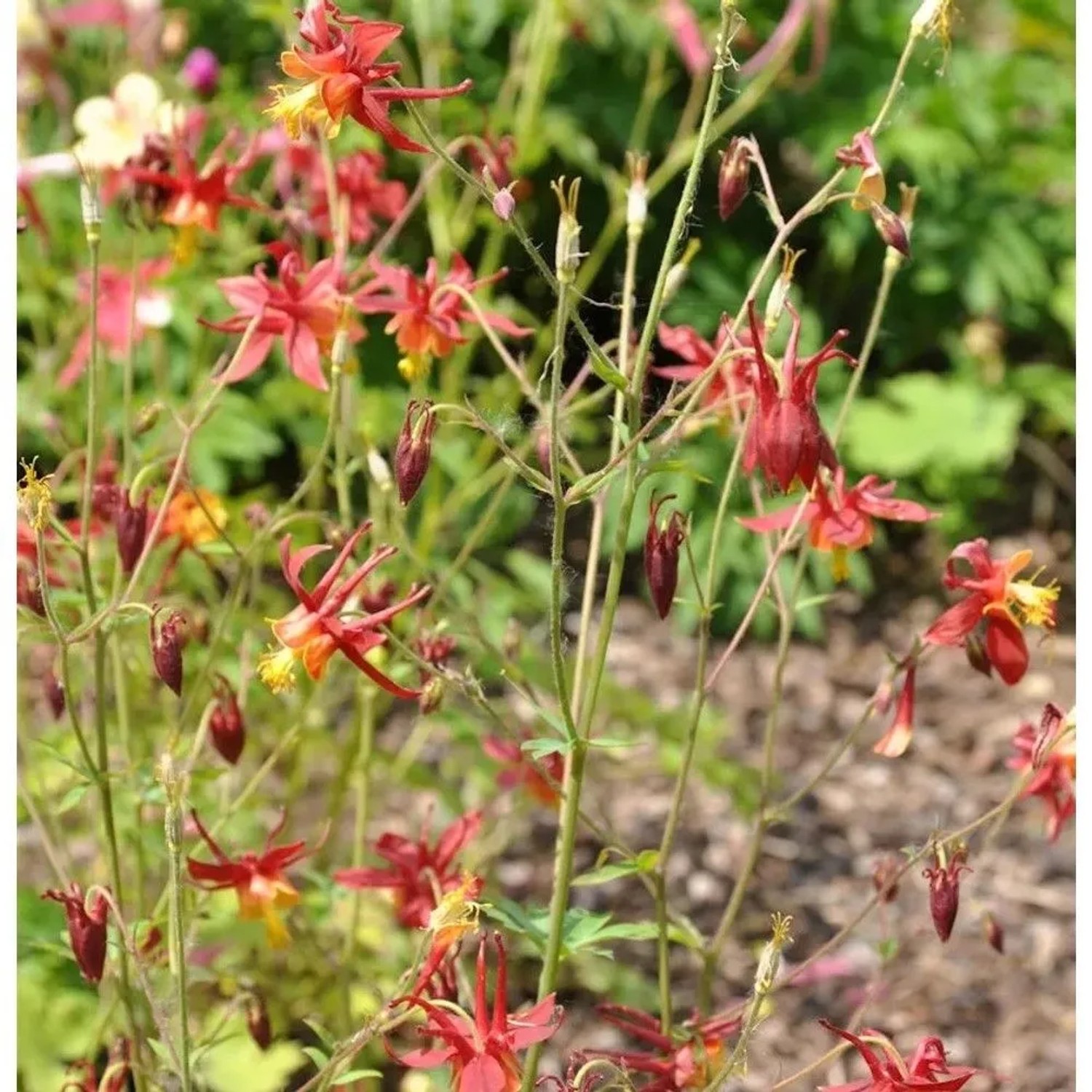 Akelei Red Hobbit Staude mit roten und gelben Blüten. Aquilegia caerulea Hybride für den Garten.