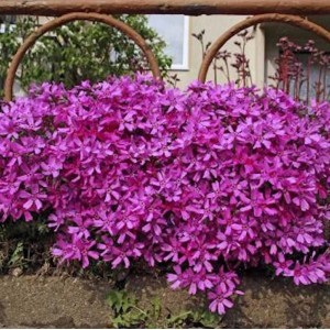 Niedrige Flammenblume Atropurpurea (Phlox subulata) mit leuchtend pinkfarbenen Blüten.