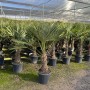 Chinesische Fächerpalme (Trachycarpus fortunei), 160cm, im Topf. Winterharte, exotische Pflanze für Garten und Terrasse.