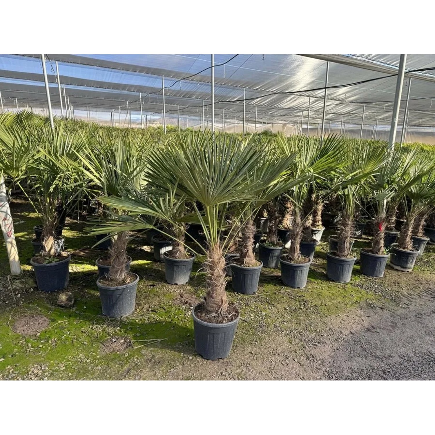 Chinesische Fächerpalme (Trachycarpus fortunei), 160cm, im Topf. Winterharte, exotische Pflanze für Garten und Terrasse.
