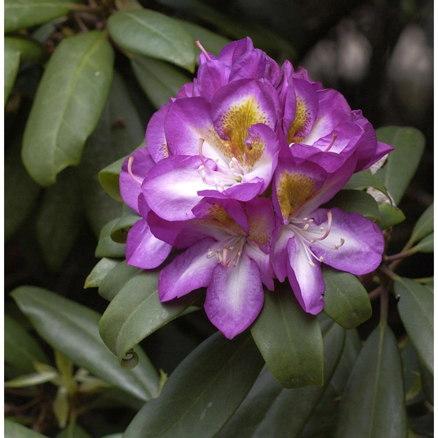 INKARHO - Großblumige Rhododendron Blue Bell 25-30cm - Alpenrose günstig online kaufen