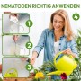 Anwendung von NemaTaurus SF Nematoden gegen Trauermücken und Thripse: Schritt-für-Schritt-Anleitung mit Gießkanne.