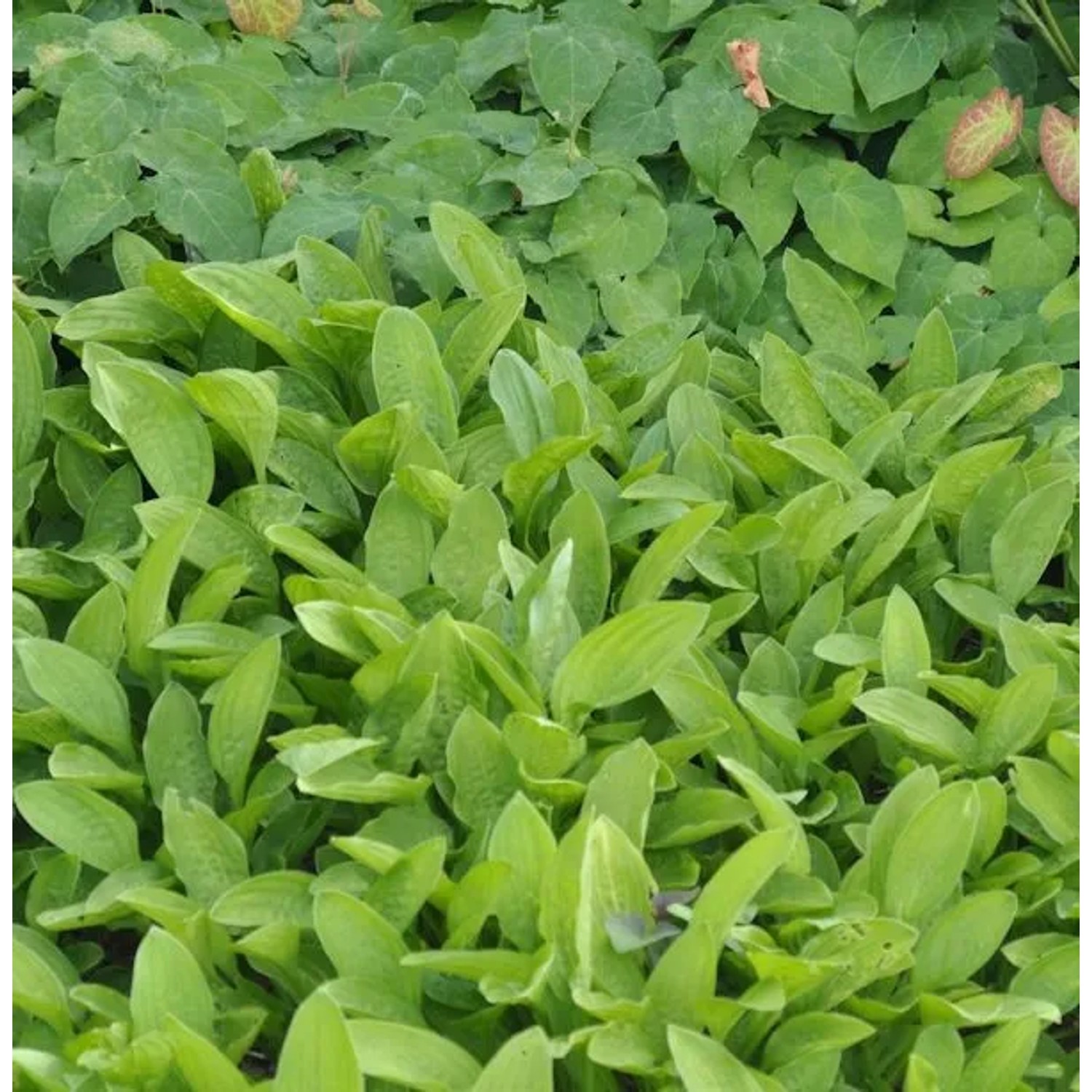 Schmalblattfunkie Bianca - Hosta sieboldii