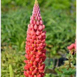 Gartenlupinie Mein Schloß - Lupinus polyphyllus
