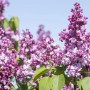 Flieder 'Paul Thirion' (Syringa Vulgaris) mit purpurroten Blüten vor blauem Himmel.