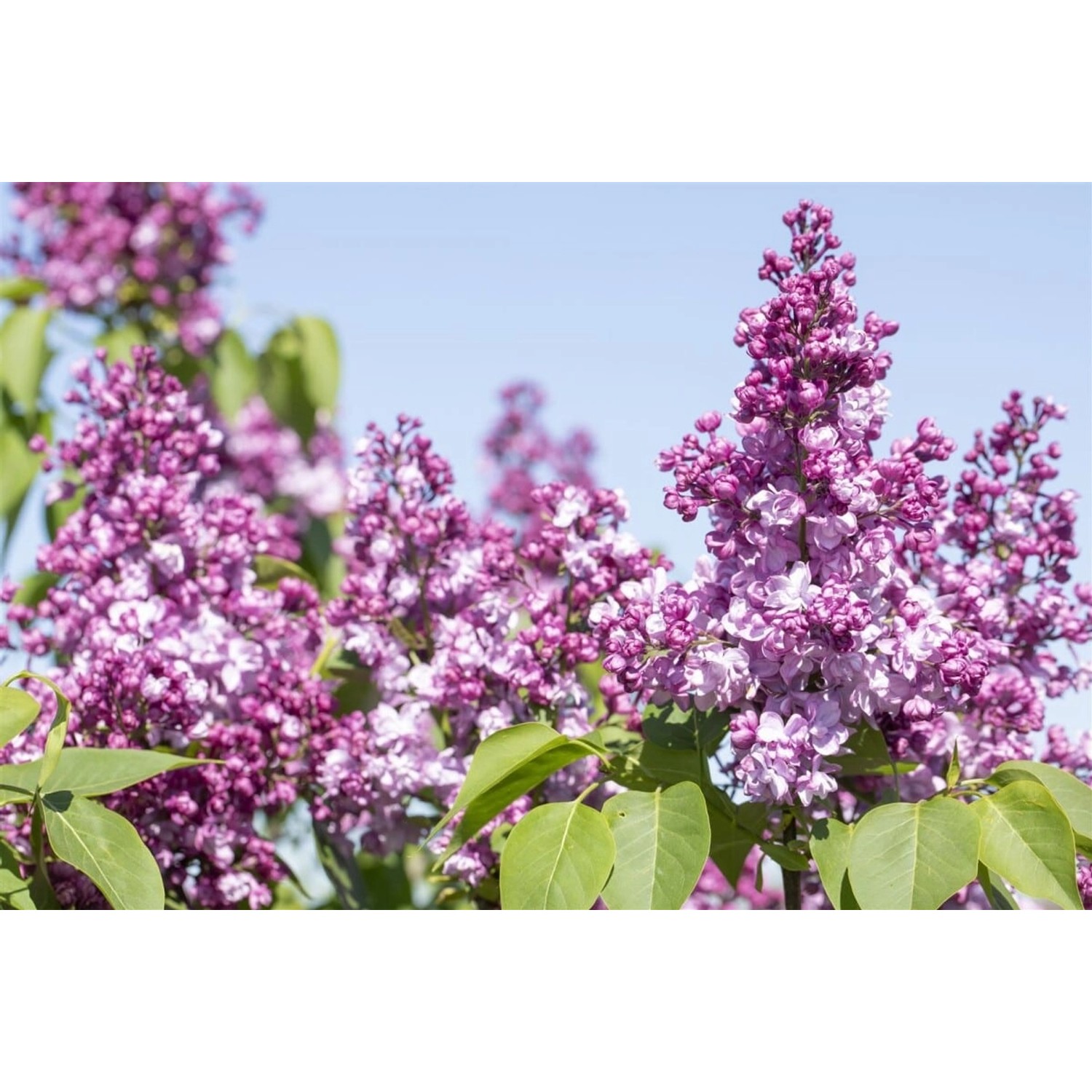 Syringa Vulgaris Flieder 'Paul Thirion' 60-80 cm günstig online kaufen
