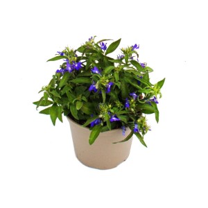 Set aus 3 blauen, hängenden Männertreu (Lobelia richardii) im 11cm Topf.