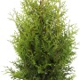 Lebensbaum 'Brabant' im Topf, ca. 30-40 cm hoch, ideal als Heckenpflanze.
