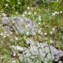 Ästige Graslilie (Anthericum Ramosum) mit filigranen, weißen Blüten im 9x9 cm Topf.