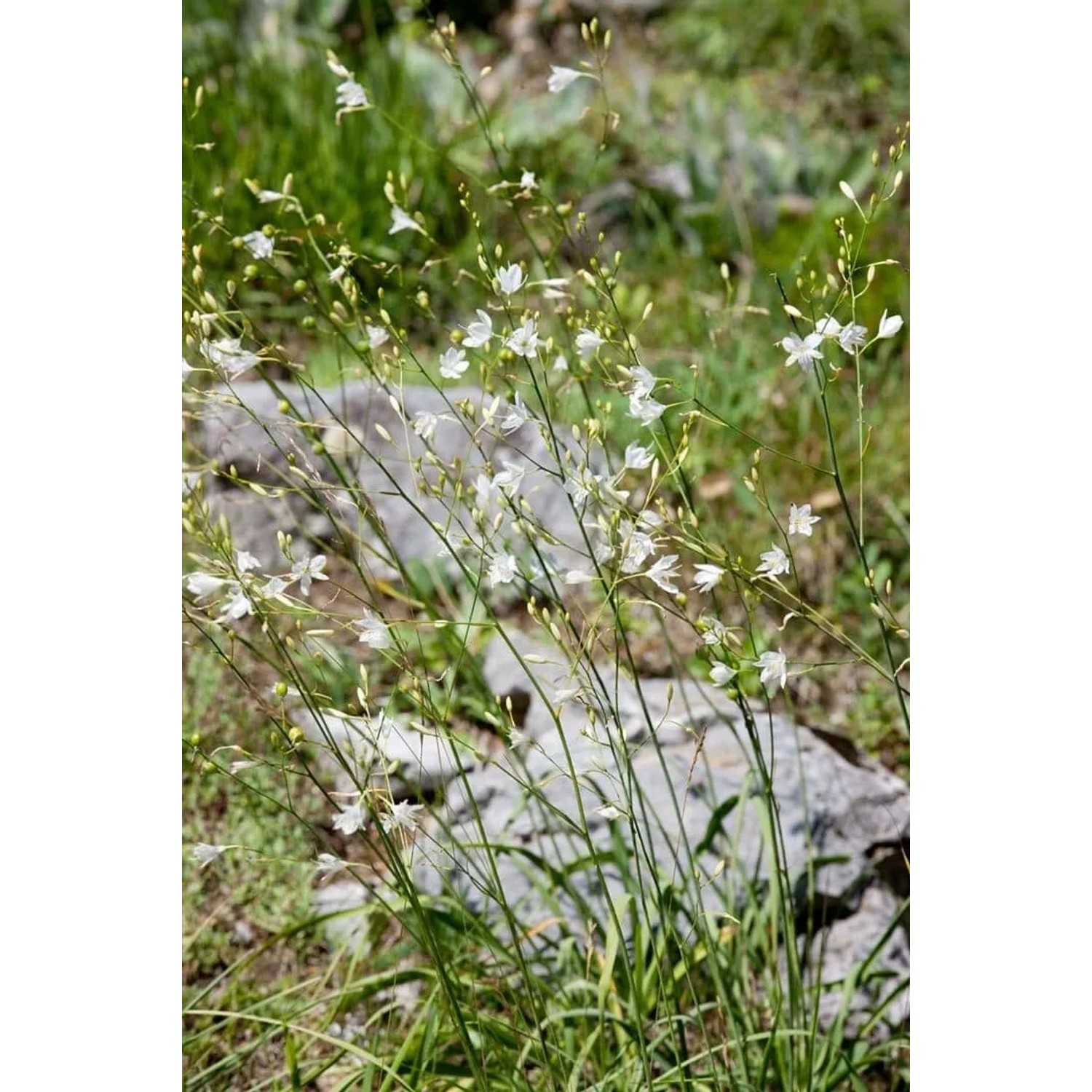 Ästige Graslilie (Anthericum Ramosum) mit filigranen, weißen Blüten im 9x9 cm Topf.