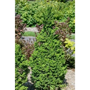 Grüne Thuja 'Zmatlik' Heckenpflanze, 25-30 cm hoch, für Garten und Kübel.