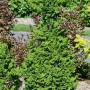 Grüne Thuja 'Zmatlik' Heckenpflanze, 25-30 cm hoch, für Garten und Kübel.