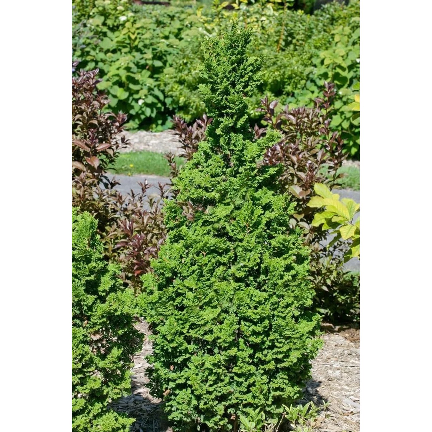 Grüne Thuja 'Zmatlik' Heckenpflanze, 25-30 cm hoch, für Garten und Kübel.
