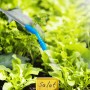 Drucksprüher (10L) in Neongelb/Blau beim Bewässern von Salat im Garten.