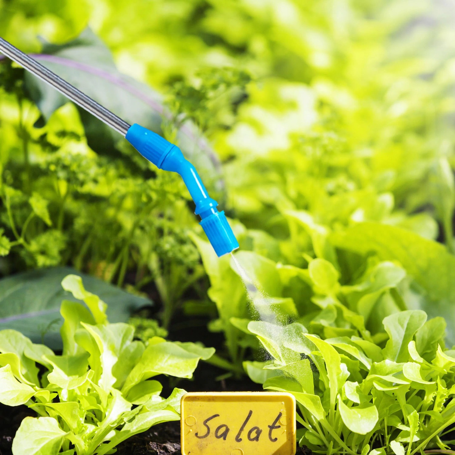 Drucksprüher (10L) in Neongelb/Blau beim Bewässern von Salat im Garten.