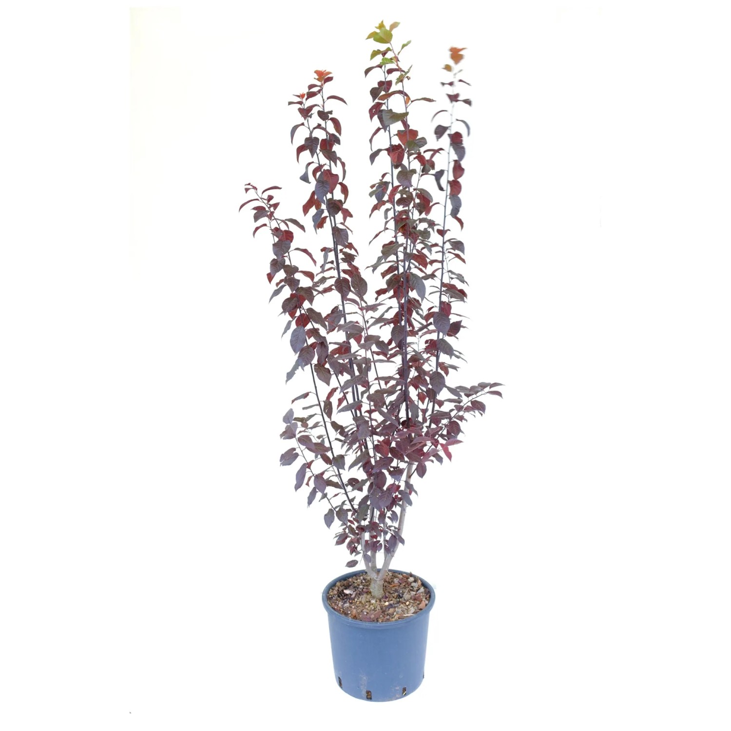 GROW by OBI Blut-Pflaume Höhe ca. 150 cm Topf ca. 15l Prunus cerasifera Pissardi