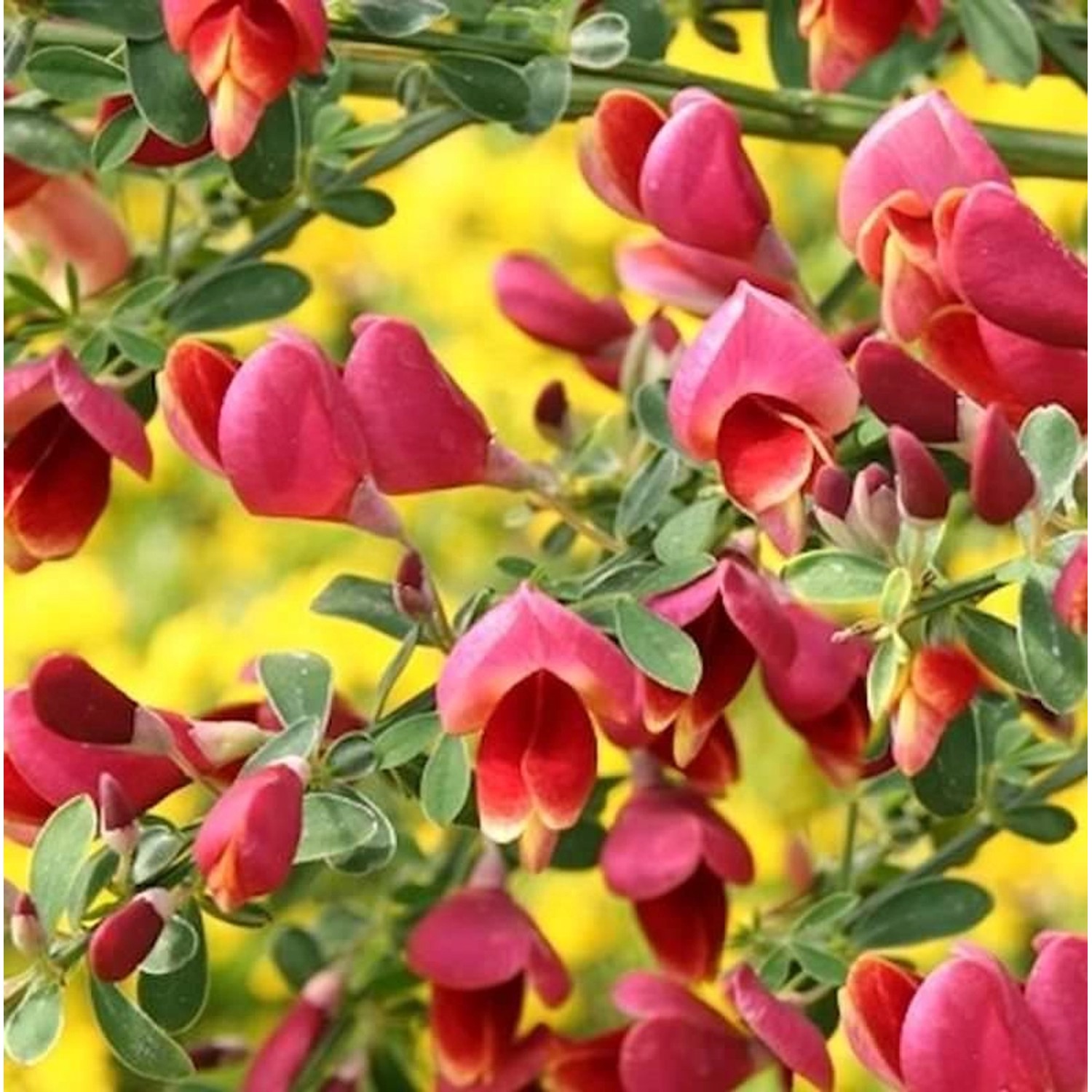 Hochstamm Schmuckginster Burkwood 60-80cm - Cytisus scoparius günstig online kaufen