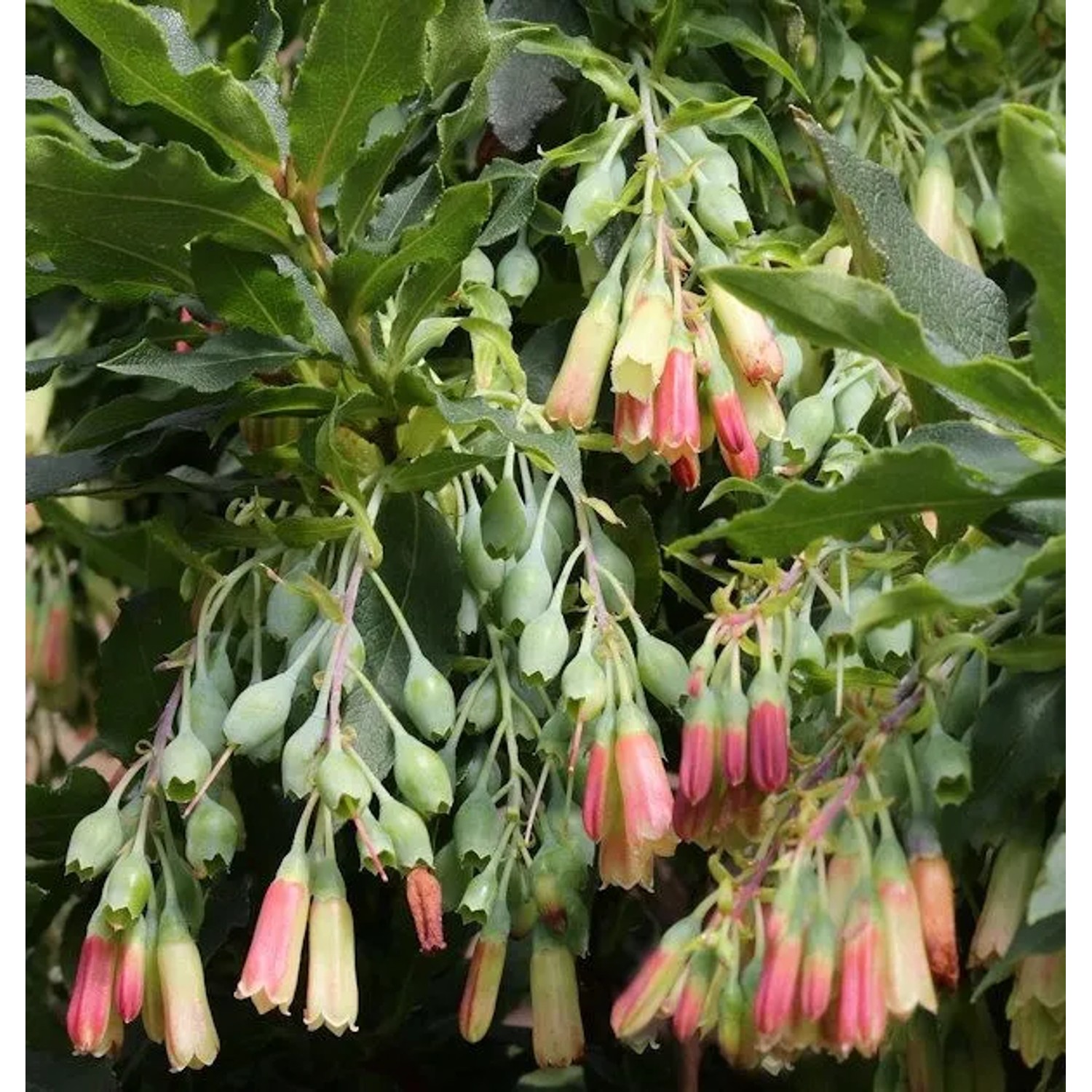 Anden-Heidelbeere 10-15cm - Vaccinium floribundum