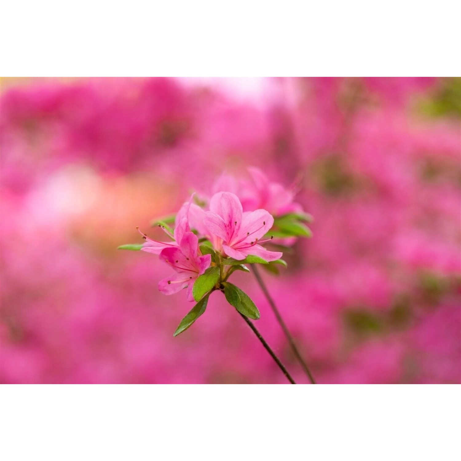 Rhododendron Obtusum Hinomayo Azalee Rosa Blüten 20–25 cm günstig online kaufen