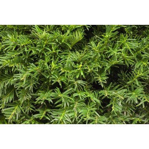 Detailaufnahme der dichten, grünen Nadeln der Taxus baccata 'Osterberg' Heckenpflanze.