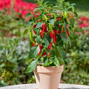 Blu Mini-Chili im Topf (Ø 12cm) mit roten und grünen Schoten, ideal für Fensterbrett.