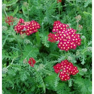 Schafgarbe 'Paprika' (Achillea millefolium) mit roten Blütendolden und graugrünem Laub.