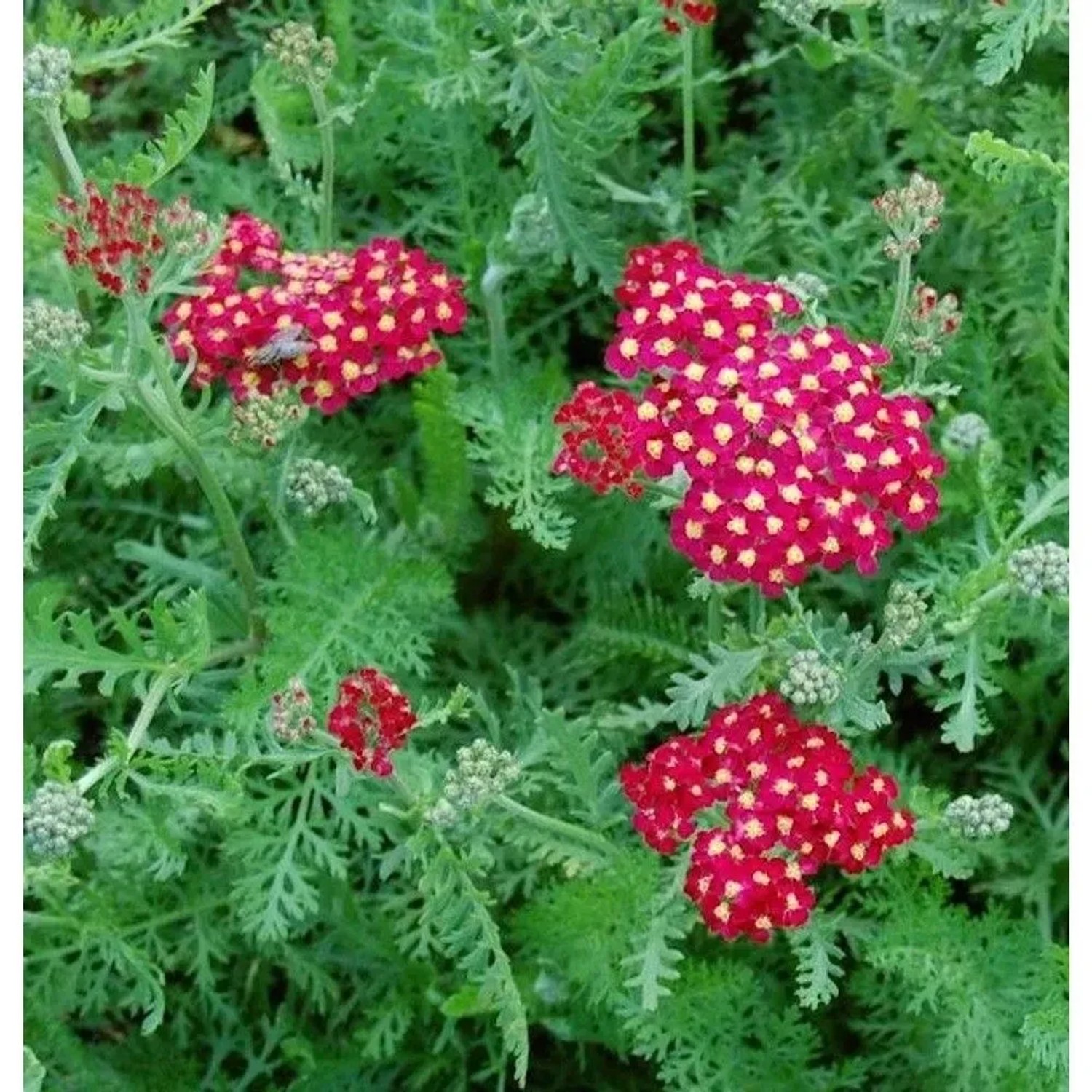 Schafgarbe Paprika - Achillea millefolium