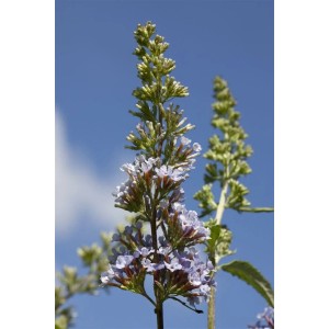Buddleja 'Buzz Sky Blue' Schmetterlingsstrauch mit hellblauen Blüten vor blauem Himmel.