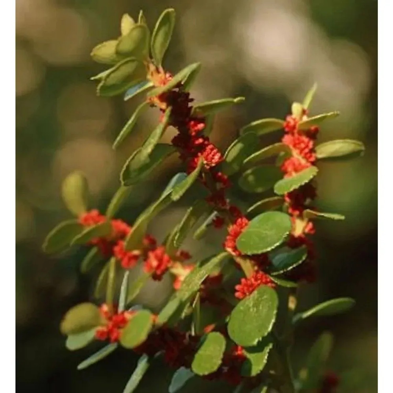 Azoren-Heidelbeere 20-30cm - Vaccinium cylindraceum
